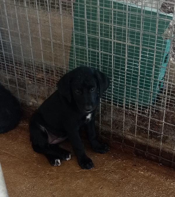 Kora, dolce cucciola in adozione  Foto 2