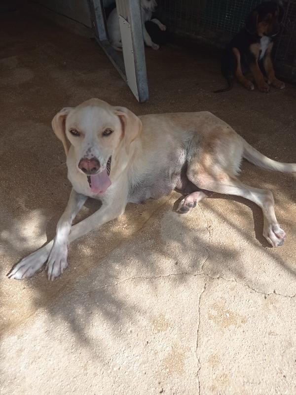 Kira, Incrocio Pointer Cerca Famiglia Per Sempre 