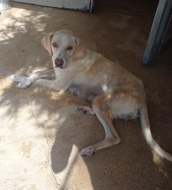 Kira, incrocio pointer cerca famiglia per sempre  Foto 2