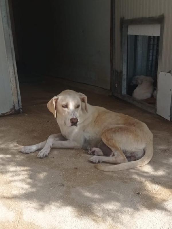 Kira, incrocio pointer cerca famiglia per sempre  Foto 3