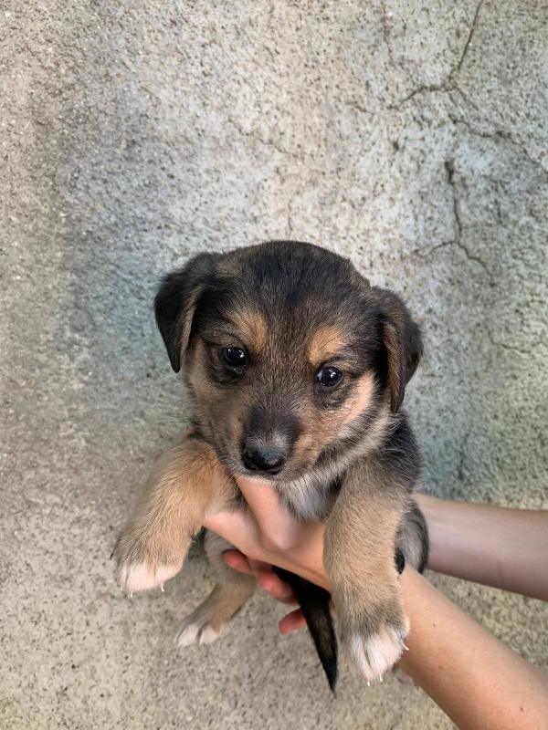 Sissi Meravigliosa Cucciola Taglia Medio Piccola