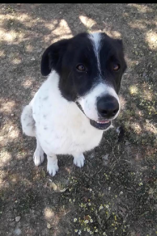 Mask Giovane Da 3Anni In Canile.puglia