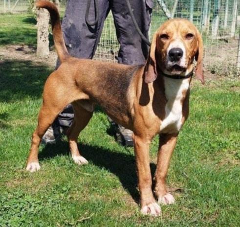 Diego Mix Beagle Kg 11 Giovane Sos Pavia