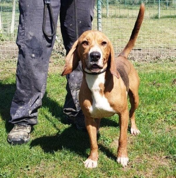 Diego mix Beagle kg 11 giovane SOS PAVIA Foto 2