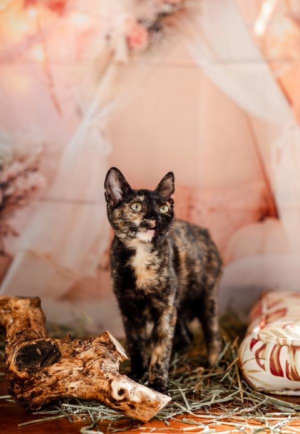 Cleopatra adozione  Foto 2
