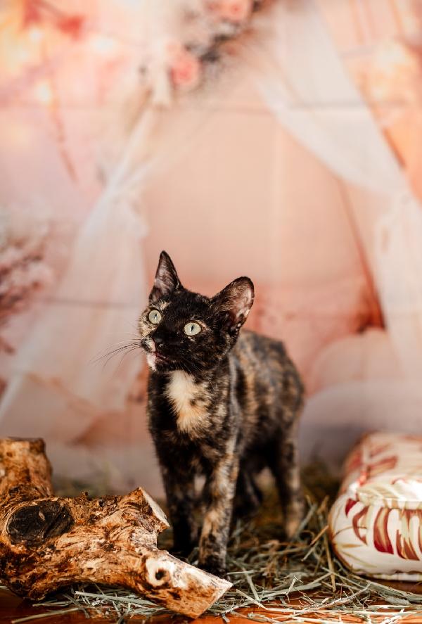 Cleopatra adozione  Foto 3