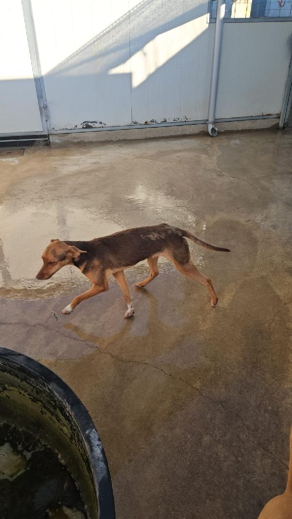 Lupo: cucciolotto taglia piccola socievole con tutti  Foto 5