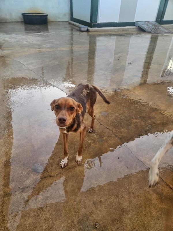 Lupo: cucciolotto taglia piccola socievole con tutti  Foto 6