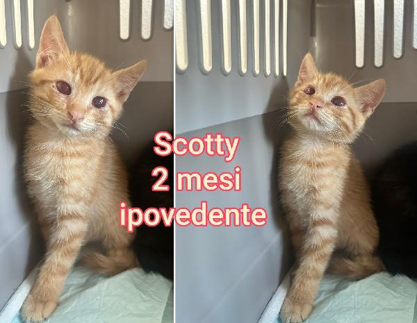 Chiamate Per Salvare Un Gattino