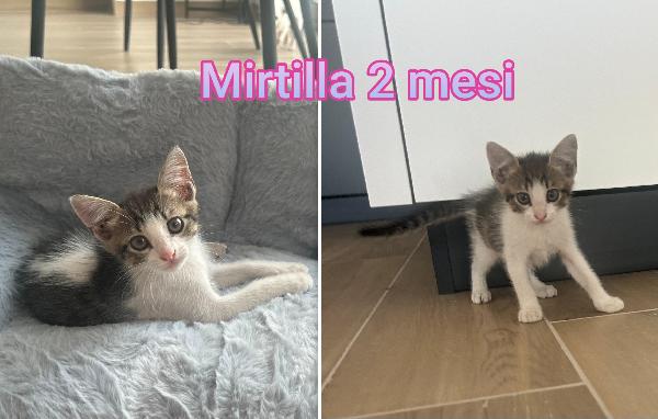 Chiamate per salvare un gattino Foto 4