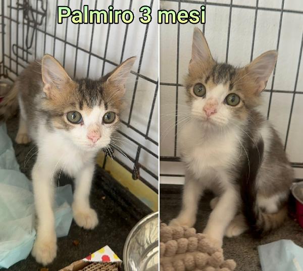 Chiamate per salvare un gattino Foto 5