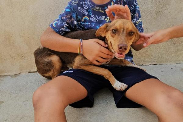 Lupo: cucciolotto taglia piccola socievole con tutti  Foto 7