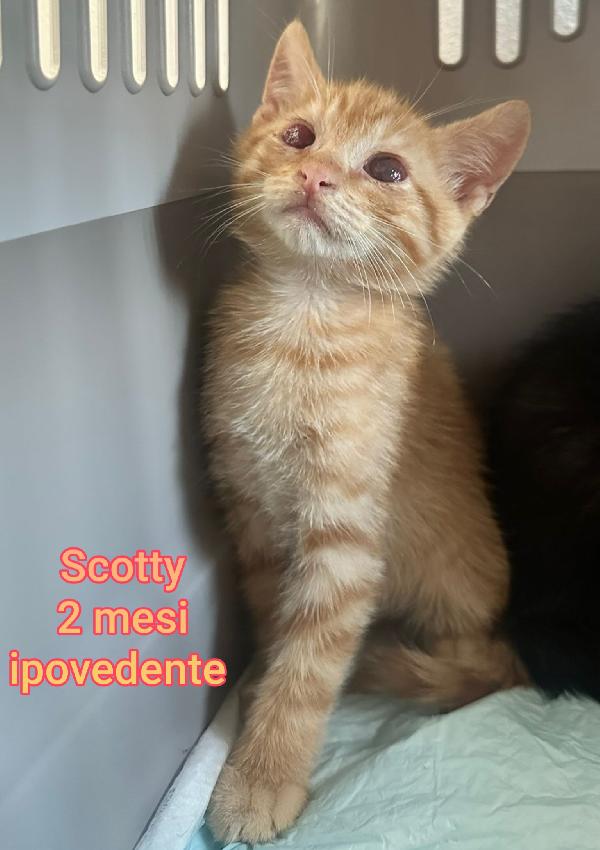 GATTINI ABBANDONATI! EMERGENZA  Foto 3