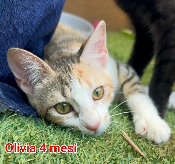 GATTINI ABBANDONATI! EMERGENZA  Foto 4