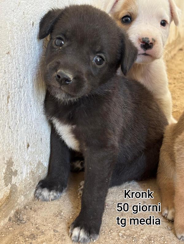 Adotta Un Cucciolo Senza Casa 
