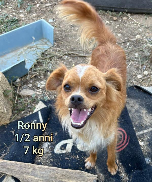 Troppi piccoli senza casa. Foto 5