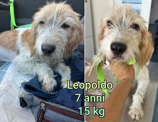 Cagnolini piccoli max 15 chili Foto 7