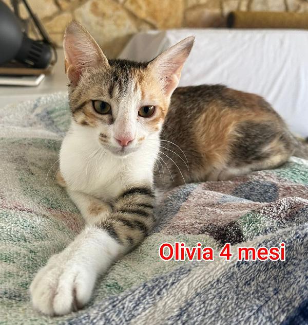 MICINI URGENTI ADOZIONI Foto 5