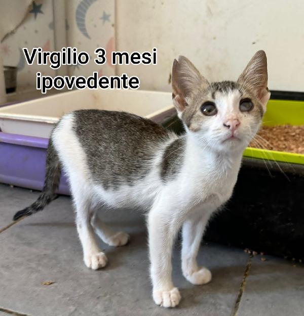 MICINI URGENTI ADOZIONI Foto 6