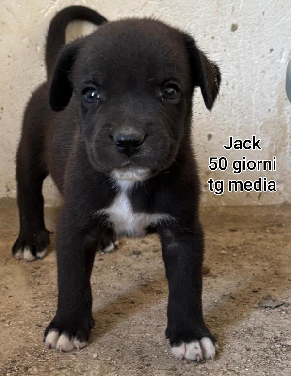 Tenerissimi cuccioli! 2 mesi Foto 6