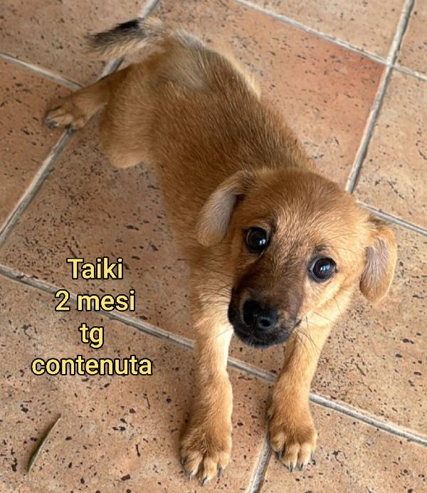 Tenerissimi cuccioli! 2 mesi Foto 11