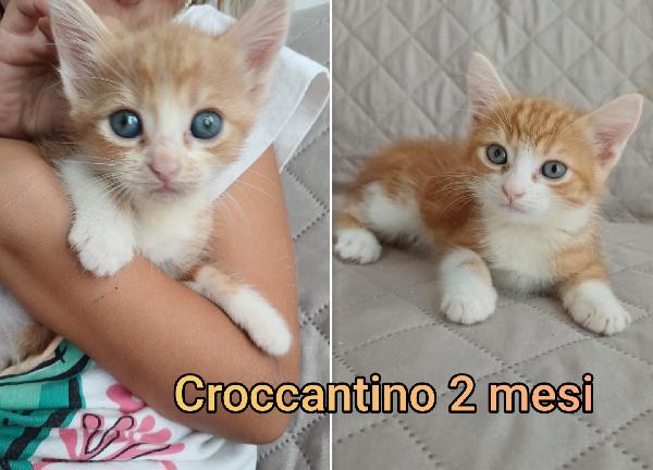 Adorabili Gattini Da Salvare 