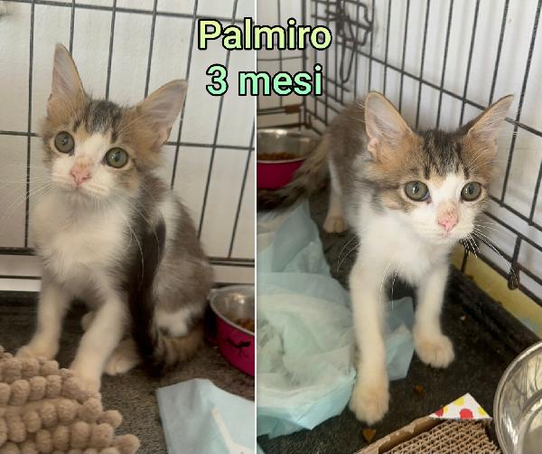 ADORABILI GATTINI DA SALVARE  Foto 3