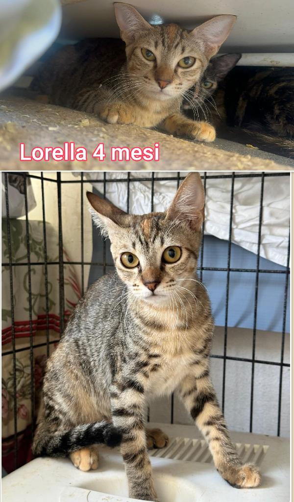 ADORABILI GATTINI DA SALVARE  Foto 5