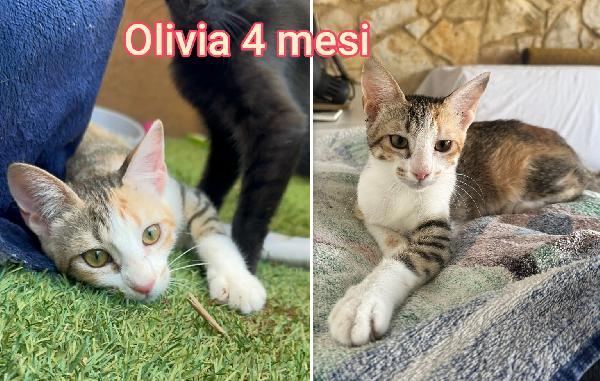 ADORABILI GATTINI DA SALVARE  Foto 6