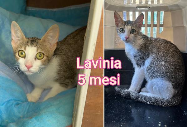 ADORABILI GATTINI DA SALVARE  Foto 9