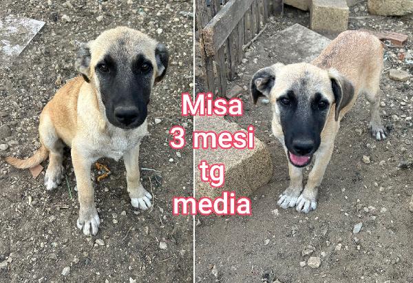 MERAVIGLIOSI CUCCIOLINI DI 2/3 MESI Foto 6