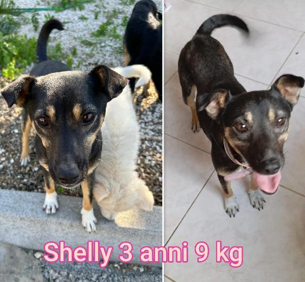 PICCOLI CANI, TAGLIE SMALL Foto 10