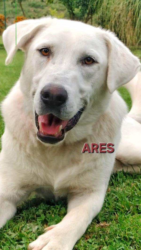Ares❣️