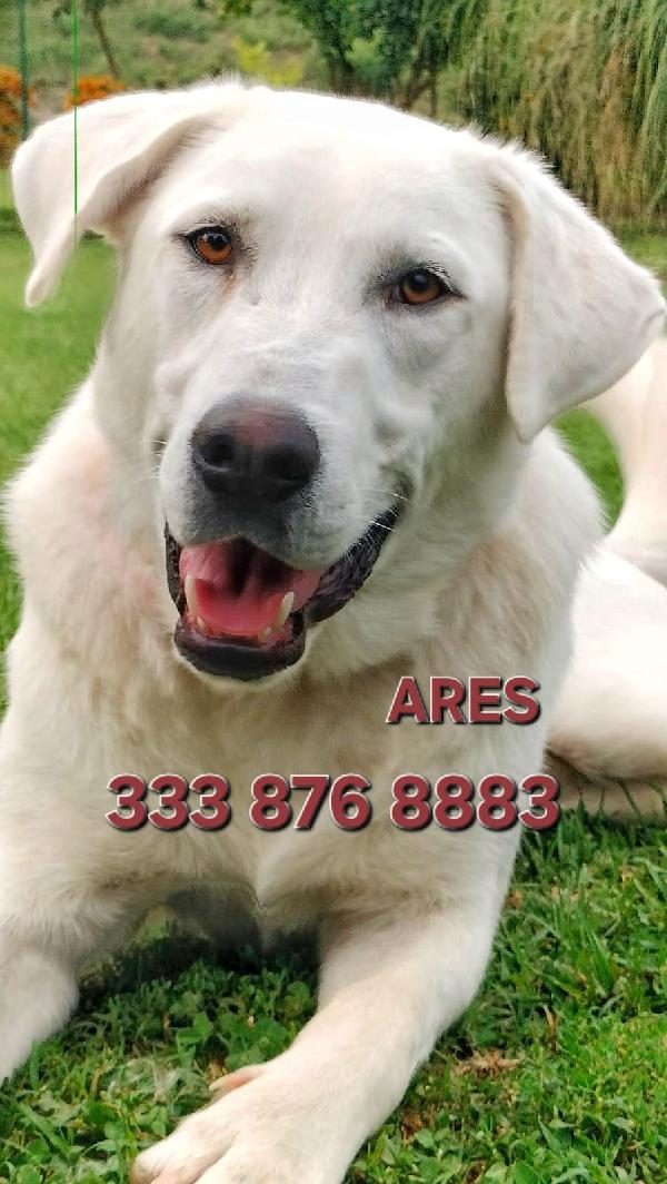 Ares🐾💙