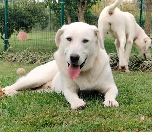 Ares🐾💙 Foto 4