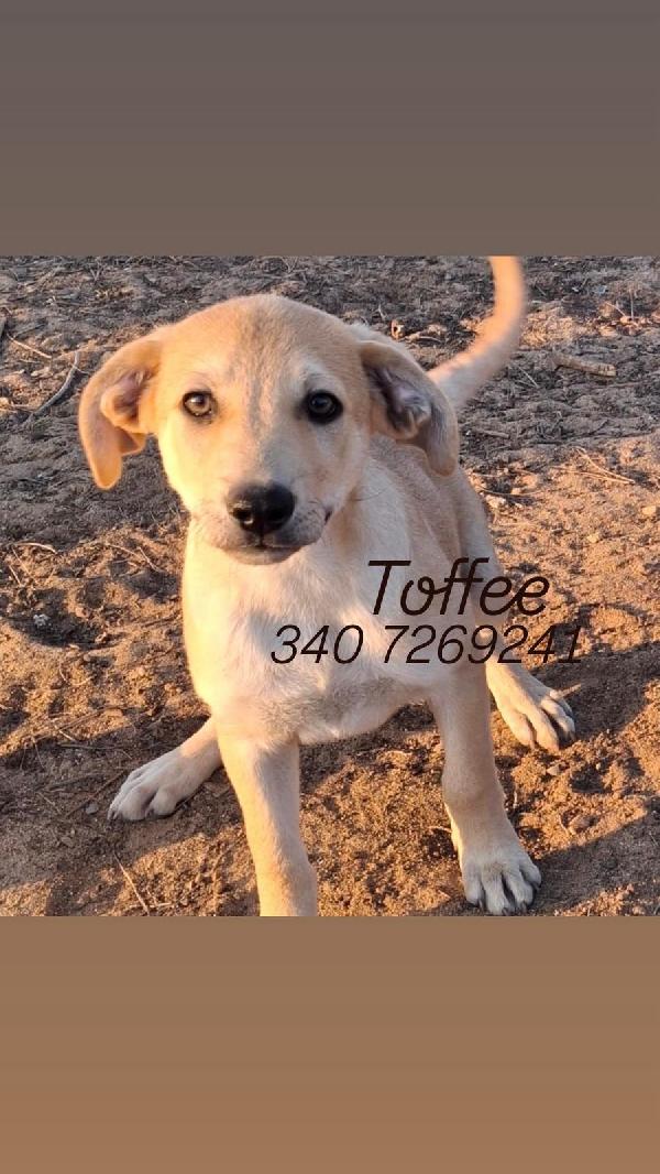 Toffee🍬🐾💙