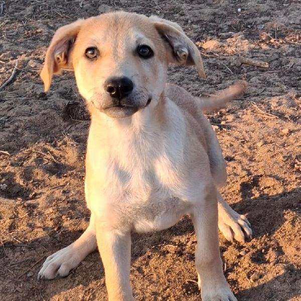 Toffee🍬🐾💙 Foto 5