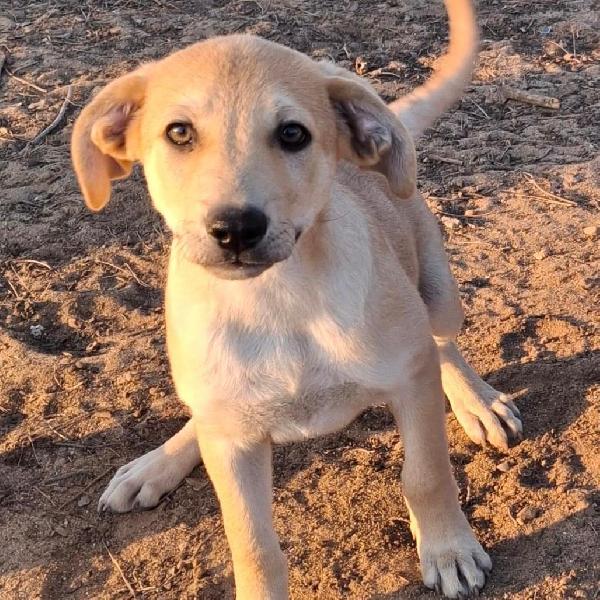 Toffee🍬🐾💙 Foto 6