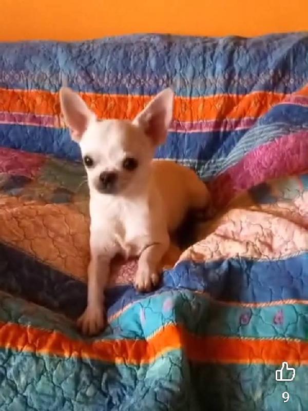Rocco
