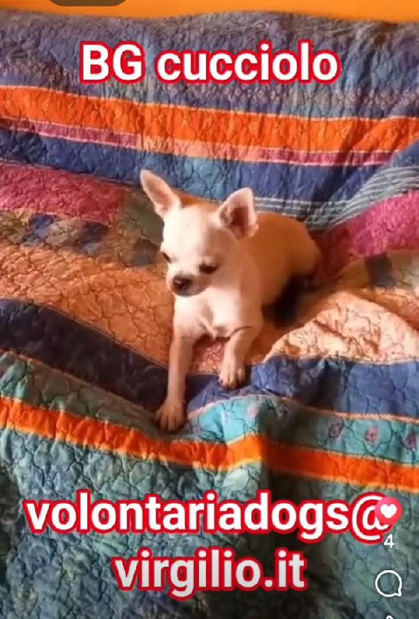Rocco