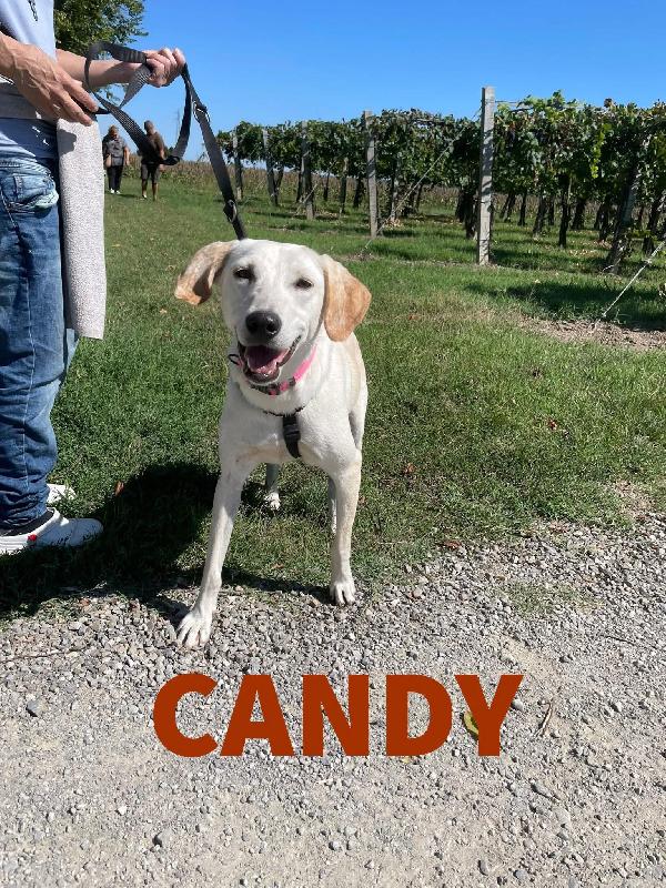 Candy