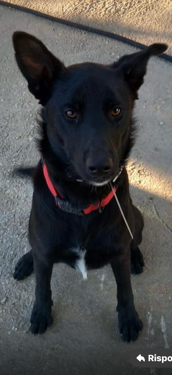 Artù 