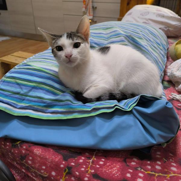 Fufy