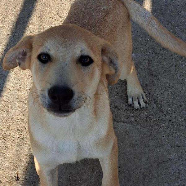 🐶TOFFEE🐶 spettacolare cucciolo cerca Adozione♥️ Foto 6