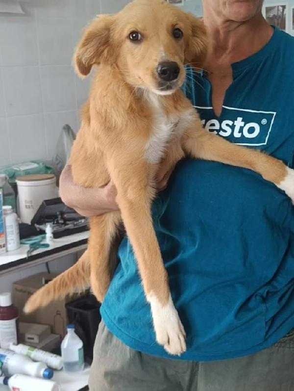 Peperina Super Cucciola Amica Di Tutti 