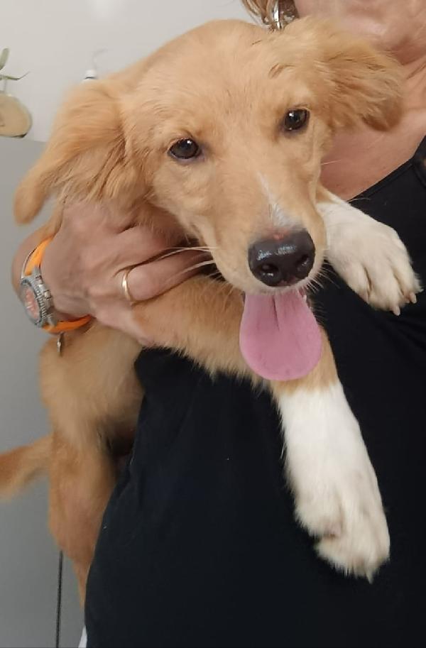 Peperina super cucciola amica di tutti  Foto 4