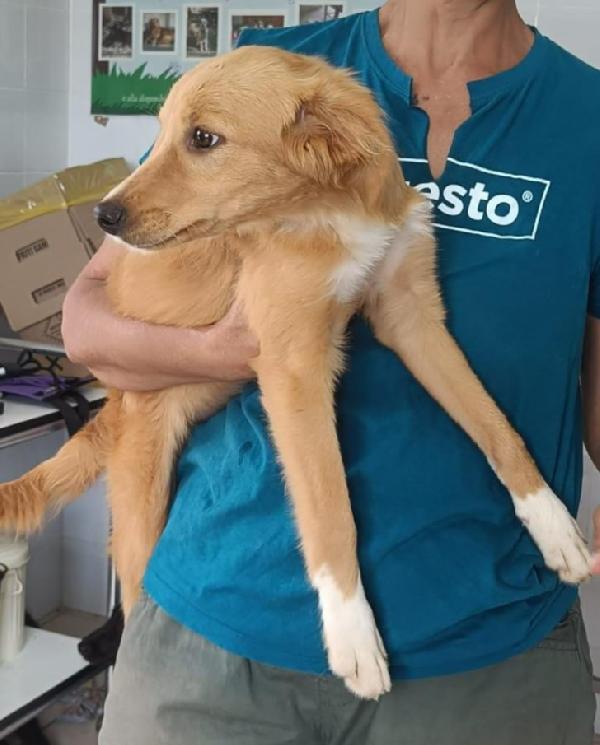 Peperina super cucciola amica di tutti  Foto 5