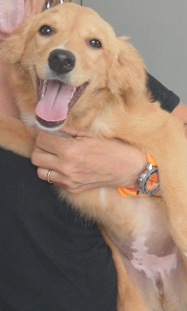 Peperina super cucciola amica di tutti  Foto 6
