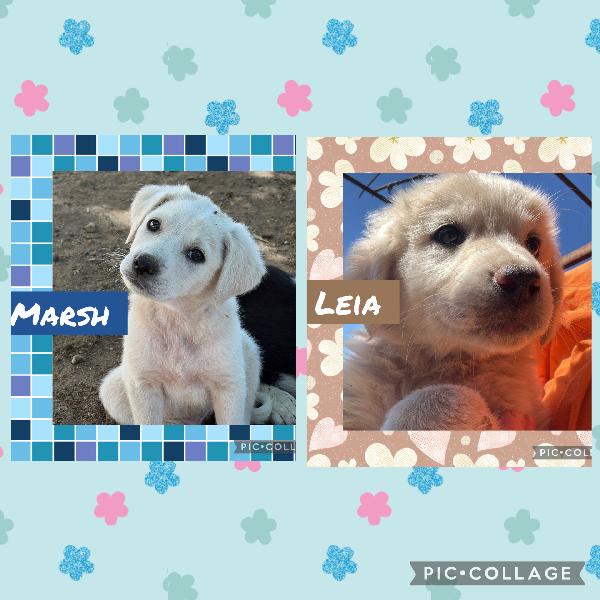 ✨🐾 Cuccioli 🐾✨ Meravigliosi In Adozione 