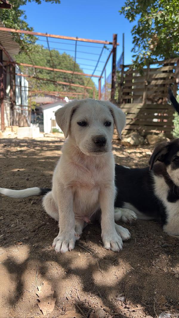 ✨🐾 cuccioli 🐾✨ meravigliosi in adozione  Foto 6